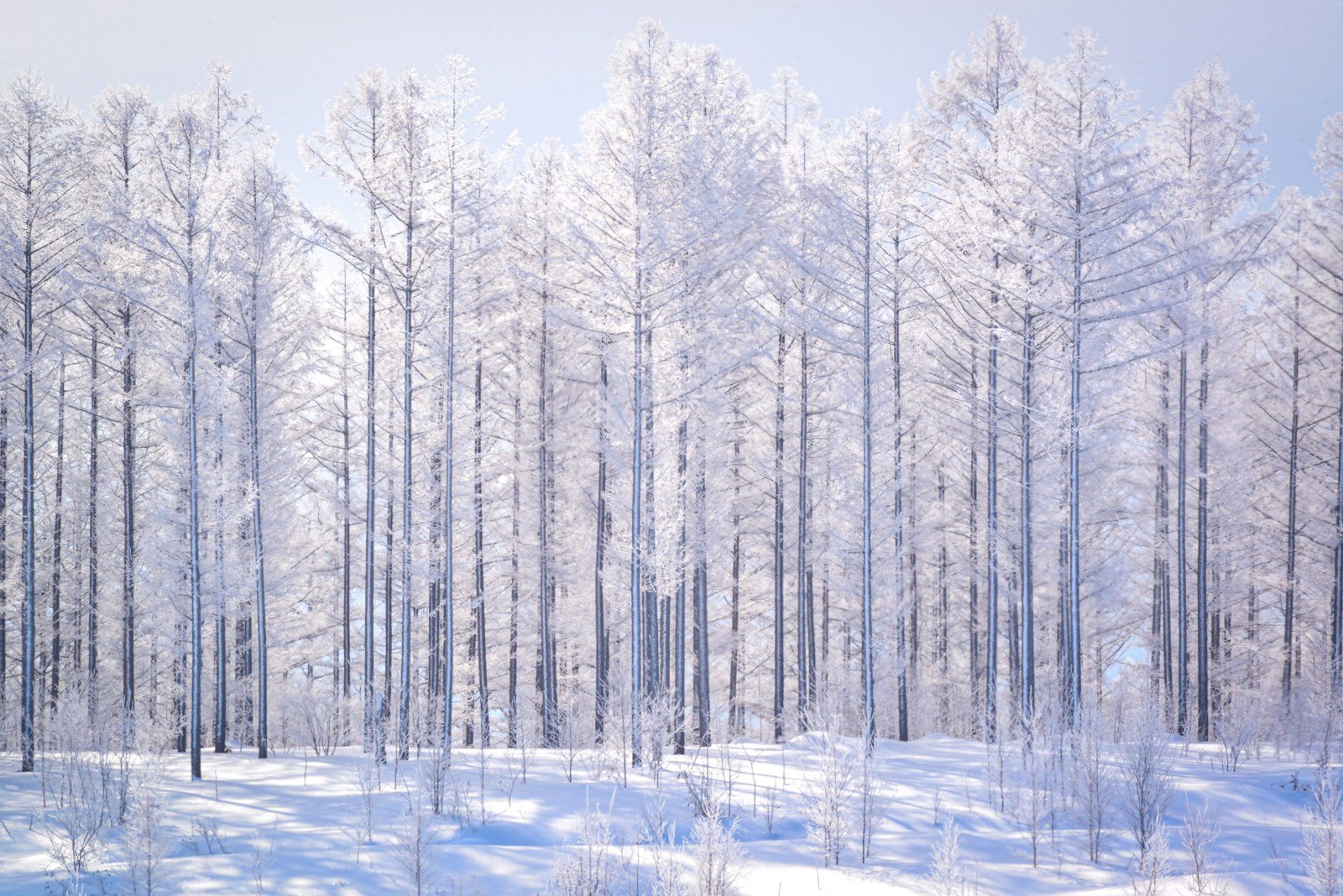 kogarashi meaning — frost-covered bare trees in a Japanese winter forest, the first cold wind stripping trees bare