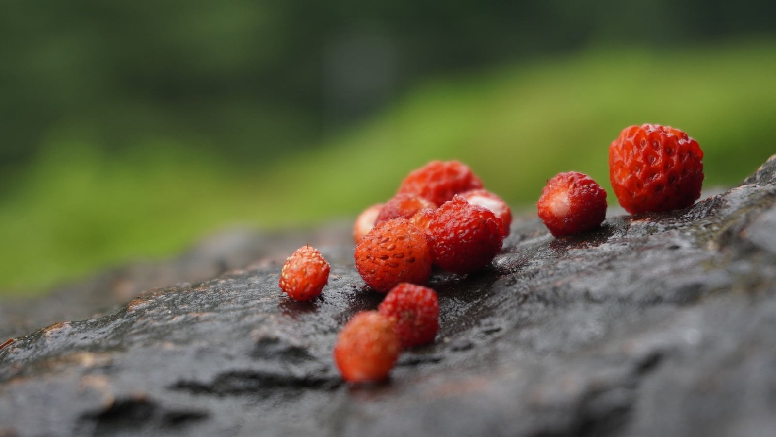 Smultronställe meaning — Swedish word for a personal place of joy, literally a wild strawberry patch